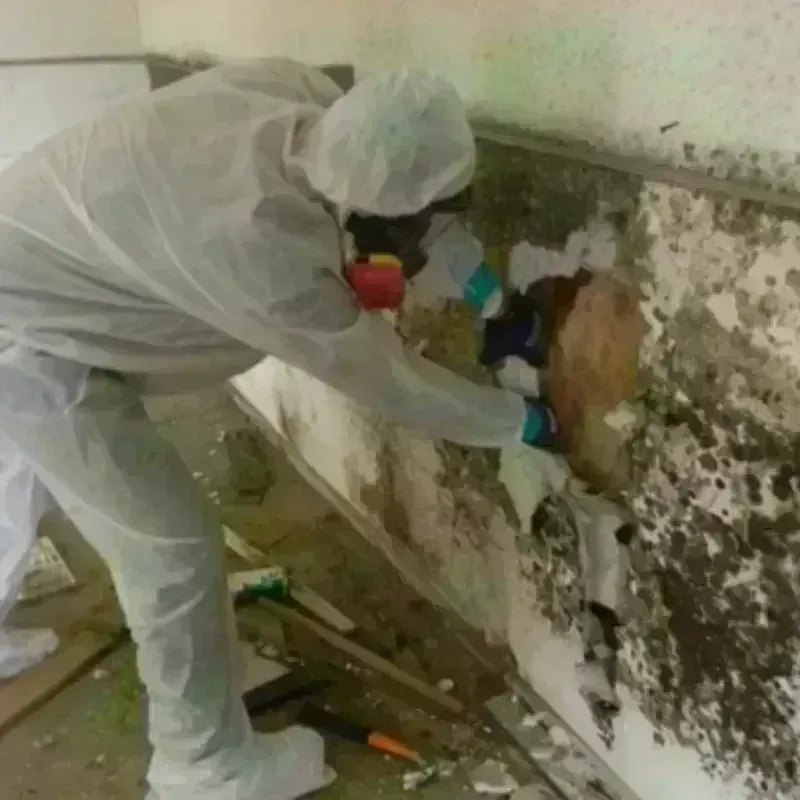 Mold Remediation and Removal in Plumsteadville, PA